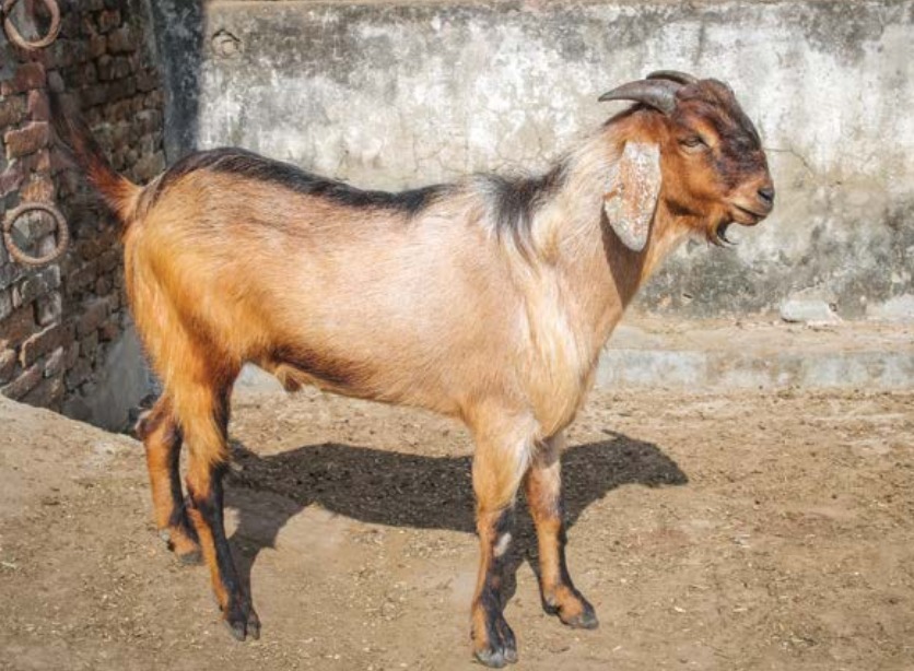 Live Goat